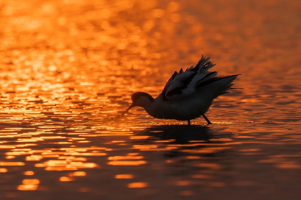 暮色中的反嘴鹬  第1张
